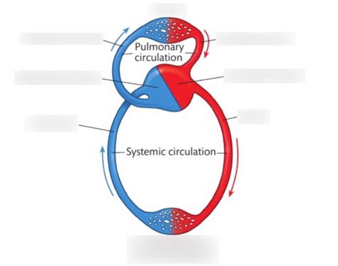 Image result for Blood Circulation Flow Chart