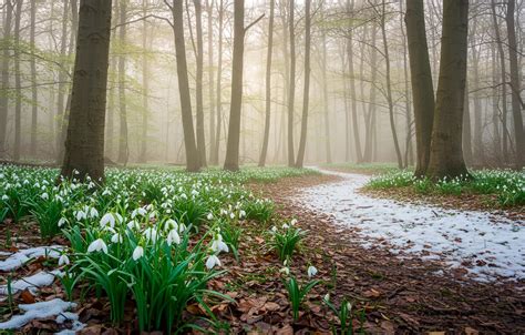 Wallpaper forest, trees, spring, snowdrops, wallpaper, forest, trees ...