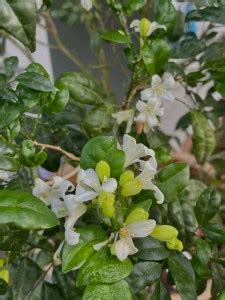 The Entacloo Murraya Paniculata Plant Price in India - Buy The Entacloo ...