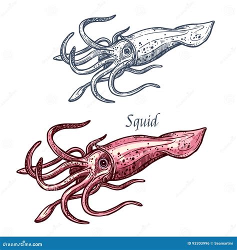 Squid Seafood Sea Animal Isolated Sketch Stock Vector - Illustration of ...