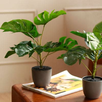 Buy Artificial Plants Online - Up to 60% OFF | Dusaan
