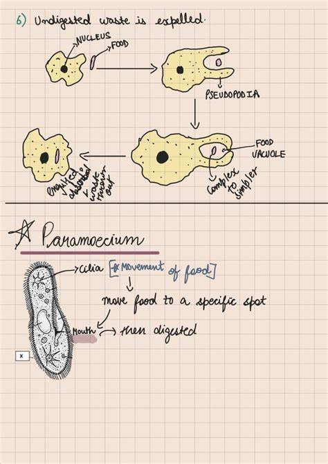 Image result for Notes of Life Processes Class 10
