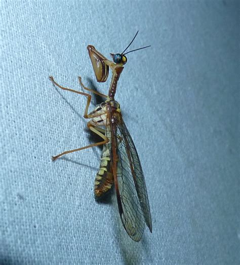 Netwinged insects: Invisible caretakers of India’s forests, but little ...