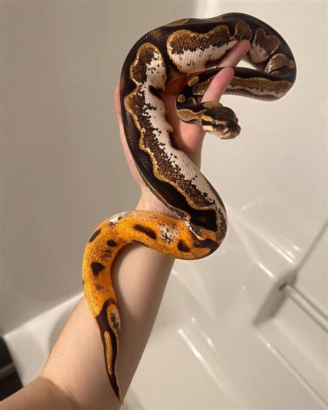 Image result for Big Ball Python Morphs