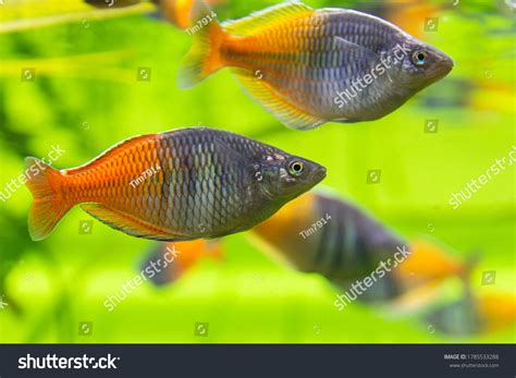 21 Red Irian Rainbow Fish Images, Stock Photos, 3D objects, & Vectors ...
