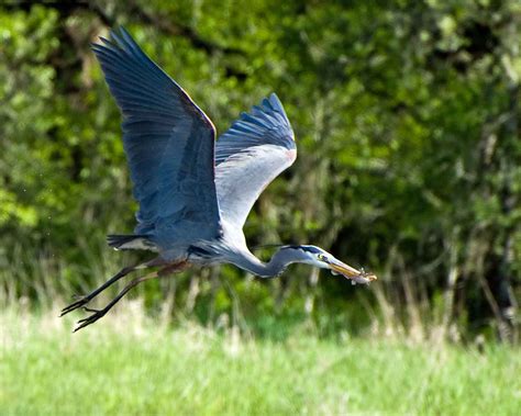 Free picture: great, blue, heron, bird, ardea herodias, flies, catch