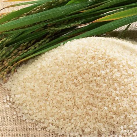 Joha Rice of Assam: Aromatic Heritage and GI Status | Vikaspedia ...