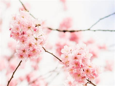 Download Aesthetic Pink Desktop Cherry Blossoms Wallpaper | Wallpapers.com