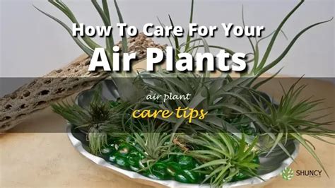 Air Plant Care 101 的图像结果