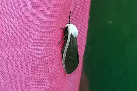 Creatonotos transiens | Moths