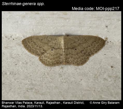Sterrhinae-genera spp. Meyrick, 1892 - | Moths