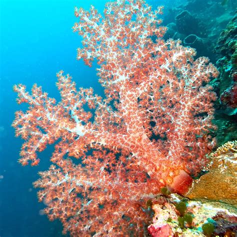 REKAN DIVE WAKATOBI - All You Need to Know BEFORE You Go 2026 (with ...