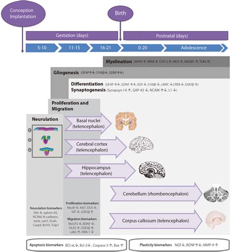 Image result for Neurodevelopment Process