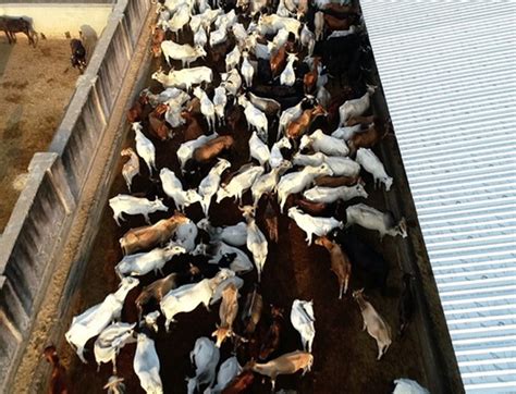 Help build a home for abandoned cows | DonateForCows