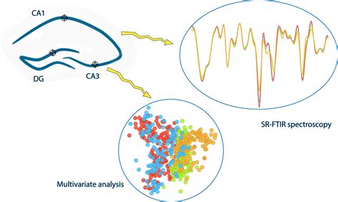 SR-FTIR Biomolecular Characterization of the Hippocampus: The Role of ...