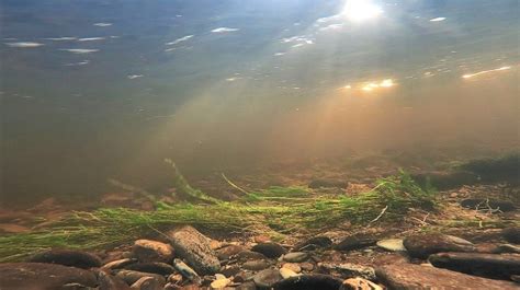 LIFE Dee River: Issue 2, Spring 2021