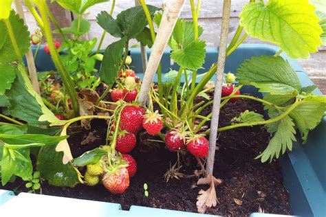 How to Grow Fresh Strawberries in Your Home Garden - Dwello