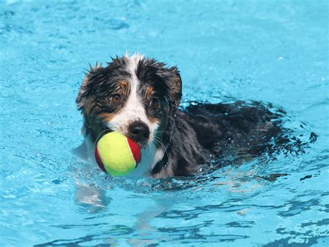Dogs Swim Lessons 的图像结果