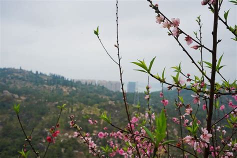 【图集】初春，来汕头巨峰寺赴一场“桃花之约”|汕头市_新浪新闻