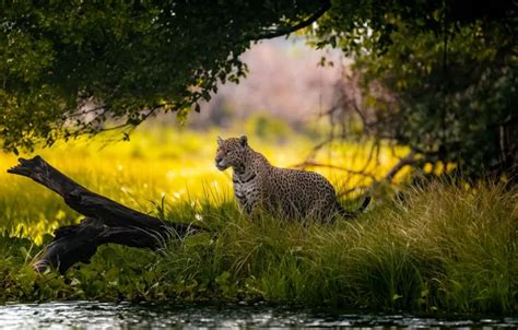 Wallpaper grass, nature, tree, shore, Jaguar, log, pond for mobile and ...