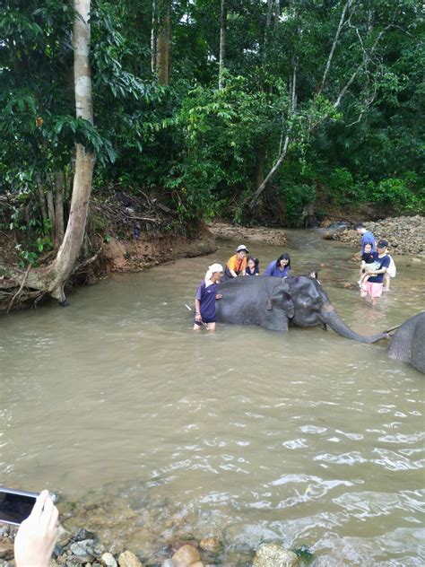 2023丛林骑象体验玩乐攻略,也可以在河里为大象洗澡，充...【去哪儿攻略】