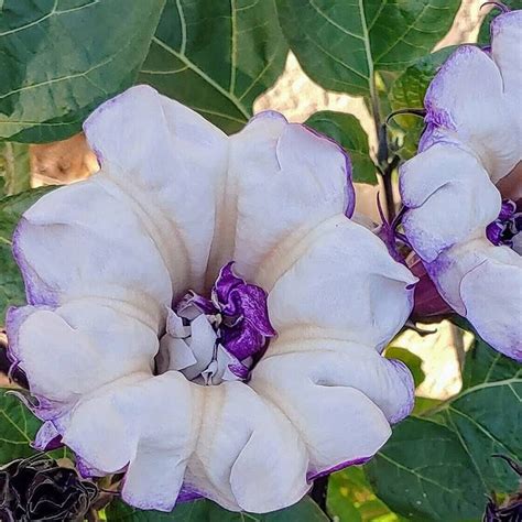 CYBEXIS Hybrid Lycoris Radiata Seeds for Garden400 Seeds Seed Price in ...