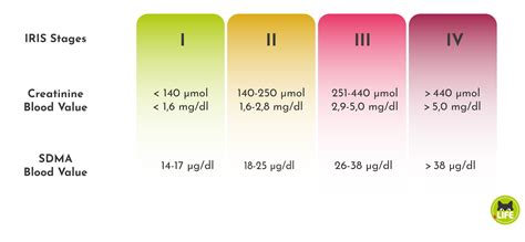 Stage 2 Kidney Disease in Cats: Essential Care Tips for Owners - Breeds ...