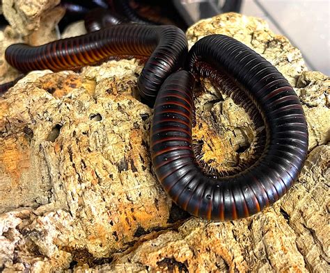 Giant African Millipede by Reptile Pets Direct - MorphMarket