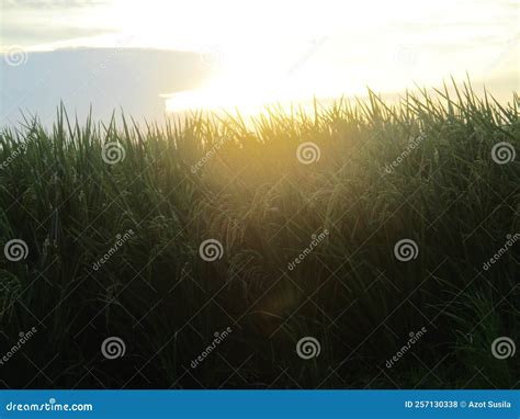El Ambiente Del Sol De La Tarde En Los Arrozales Foto de archivo ...