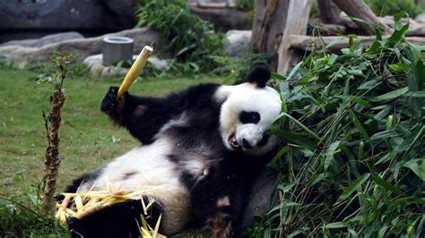 中国旅法大熊猫“欢欢”再次怀孕，即将诞下第二个宝宝_凤凰网视频_凤凰网
