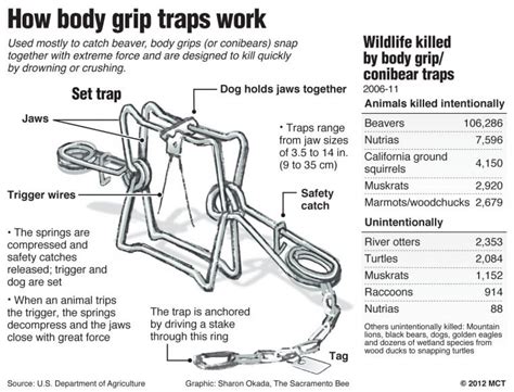 Body Grip Trap Modifications 的图像结果
