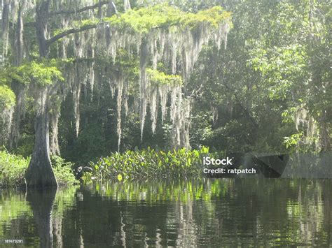 Swamp Moss 的图像结果