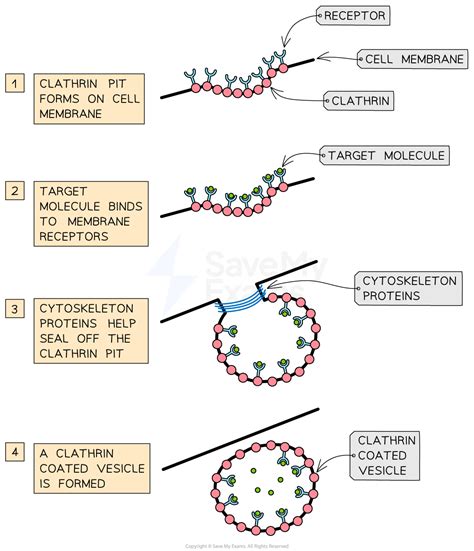 Image result for Vesicles Structure and Function