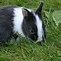 Image result for Baby Netherland Dwarf Rabbit