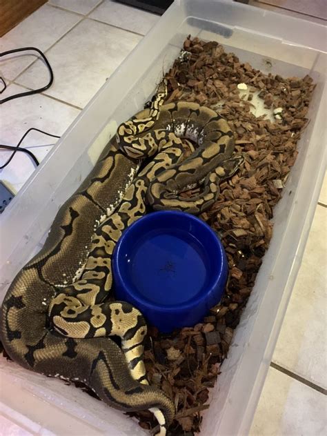 Image result for Minecraft Ball Python