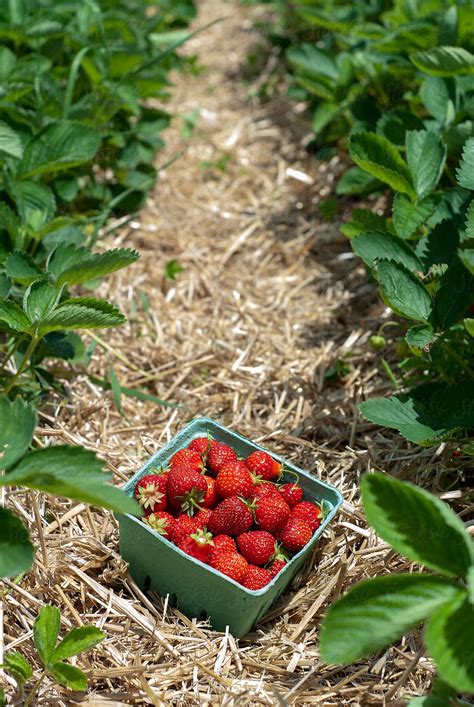 "Quart Of Fresh Strawberries In The Strawberry Patch" by Stocksy ...