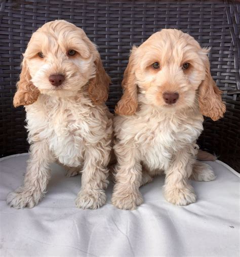 Image result for Cheap Cockapoo