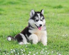 Image result for Top 10 Most Cutest Dogs