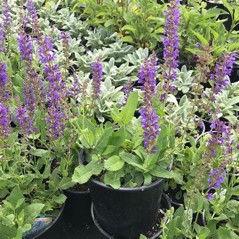 Salvia 'May Night' for Sale Online - The Greenhouse