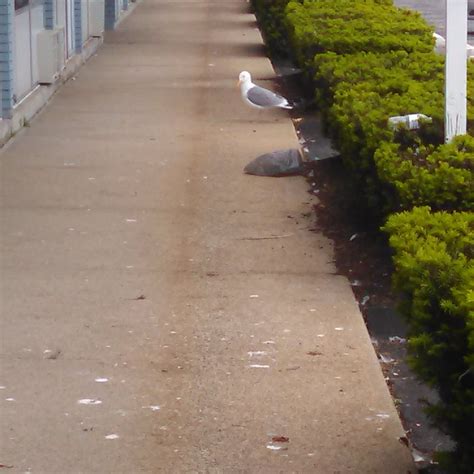 LIGHTHOUSE INN OF GALILEE (Narragansett) - Hotel Reviews & Photos ...