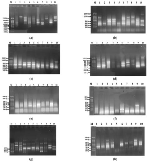 Biosystematic Study on Some Egyptian Species of Astragalus L. (Fabaceae)