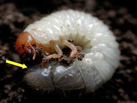 White Grubs In Garden | Fasci Garden