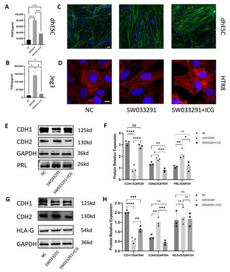 The Enzyme 15-Hydroxyprostaglandin Dehydrogenase Inhibits a Shift to ...