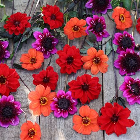 Buy dahlia collection John's pollinator 'dahlia collection': Delivery ...