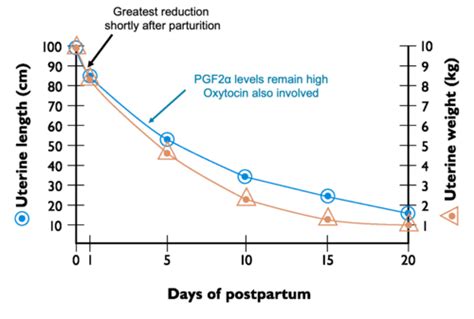 Image result for Uterine Involution