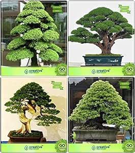 Creative Farmer Bonsai Suitable Seeds : Seed For Winter Combo ...