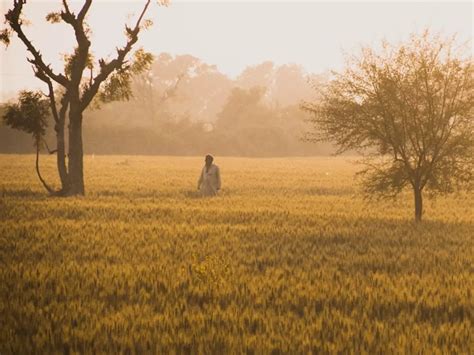 Farmers Worried As Dwarf Disease Affects Paddy Growth In Punjab