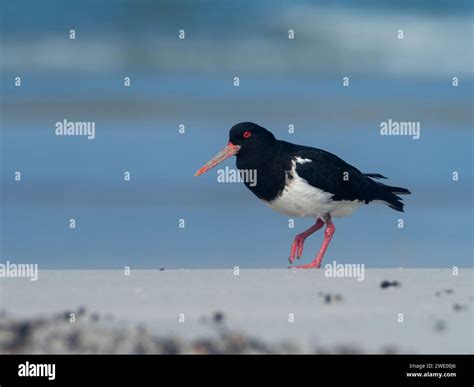 Chatham Oystercatcher, Haematopus chathamensis, an endemic bird to the Chatham Islands, New ...