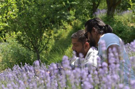 Lavender Fields of Indian Himalayas (Kashmir) - 2024 - AAC