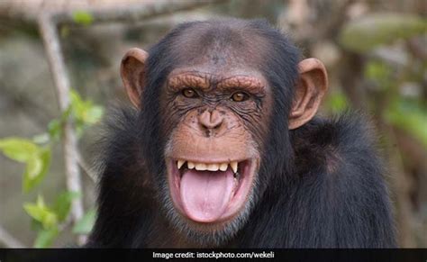 इंसानों से ज्यादा साफ-सुथरे बिस्तर पर सोते हैं ये जानवर | chimpanzee ...